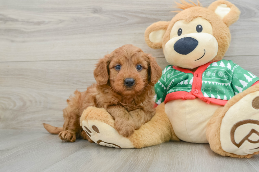 5 week old Mini Goldendoodle Puppy For Sale - Seaside Pups