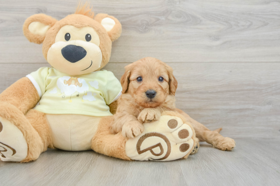 6 week old Mini Goldendoodle Puppy For Sale - Seaside Pups