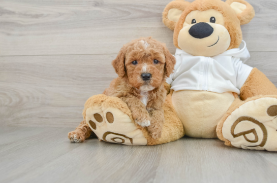 Popular Mini Goldendoodle Poodle Mix Pup