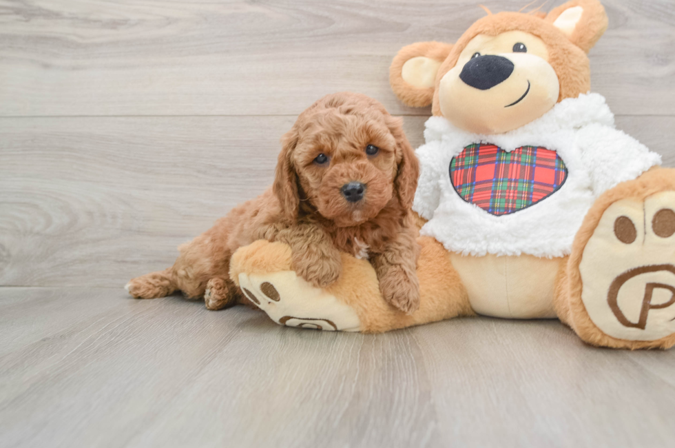 5 week old Mini Goldendoodle Puppy For Sale - Seaside Pups