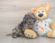 9 week old Mini Goldendoodle Puppy For Sale - Seaside Pups