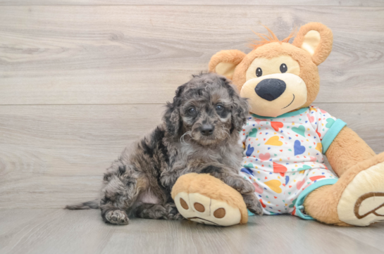 Mini Goldendoodle Puppy for Adoption