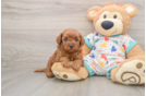 Best Mini Goldendoodle Baby