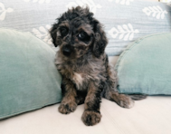 9 week old Mini Goldendoodle Puppy For Sale - Seaside Pups
