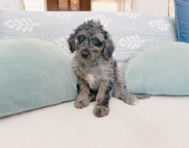 11 week old Mini Goldendoodle Puppy For Sale - Seaside Pups