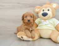 7 week old Mini Goldendoodle Puppy For Sale - Seaside Pups