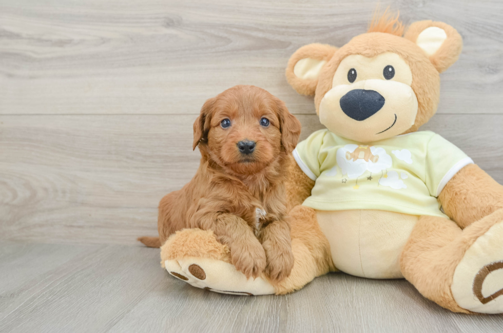 6 week old Mini Goldendoodle Puppy For Sale - Seaside Pups
