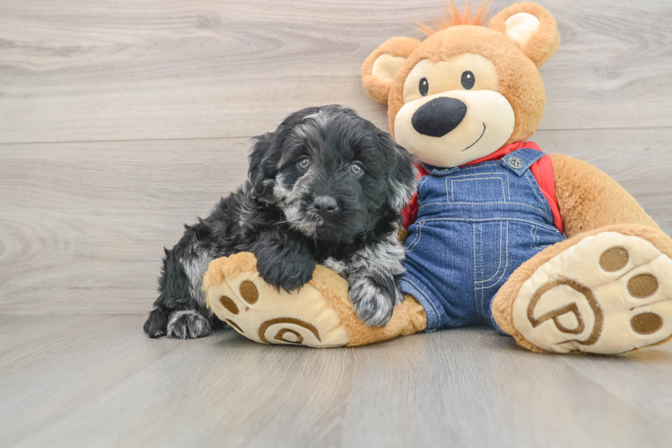Mini Goldendoodle Puppy for Adoption