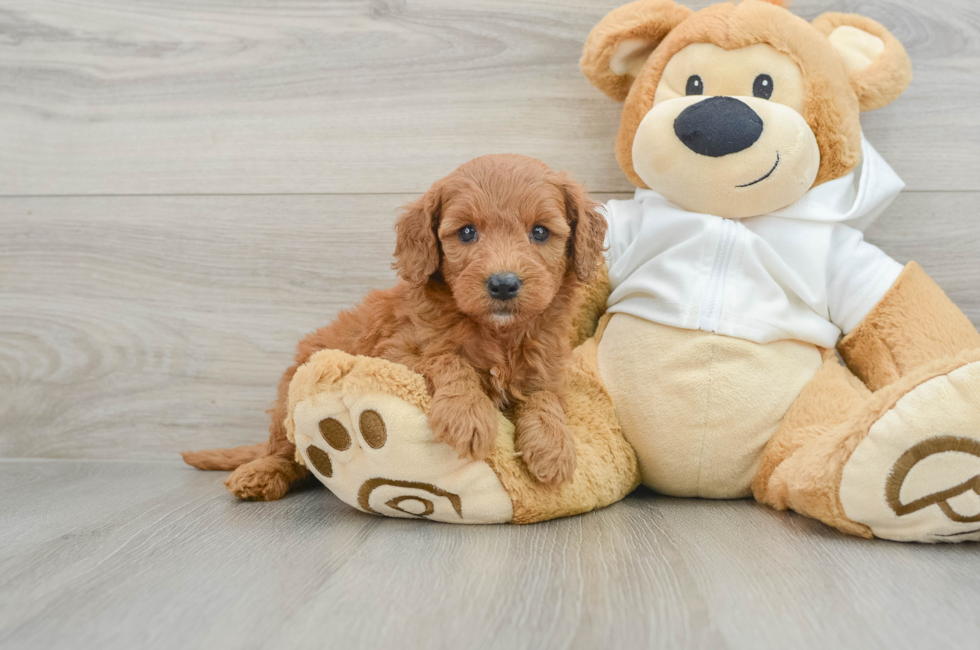 7 week old Mini Goldendoodle Puppy For Sale - Seaside Pups