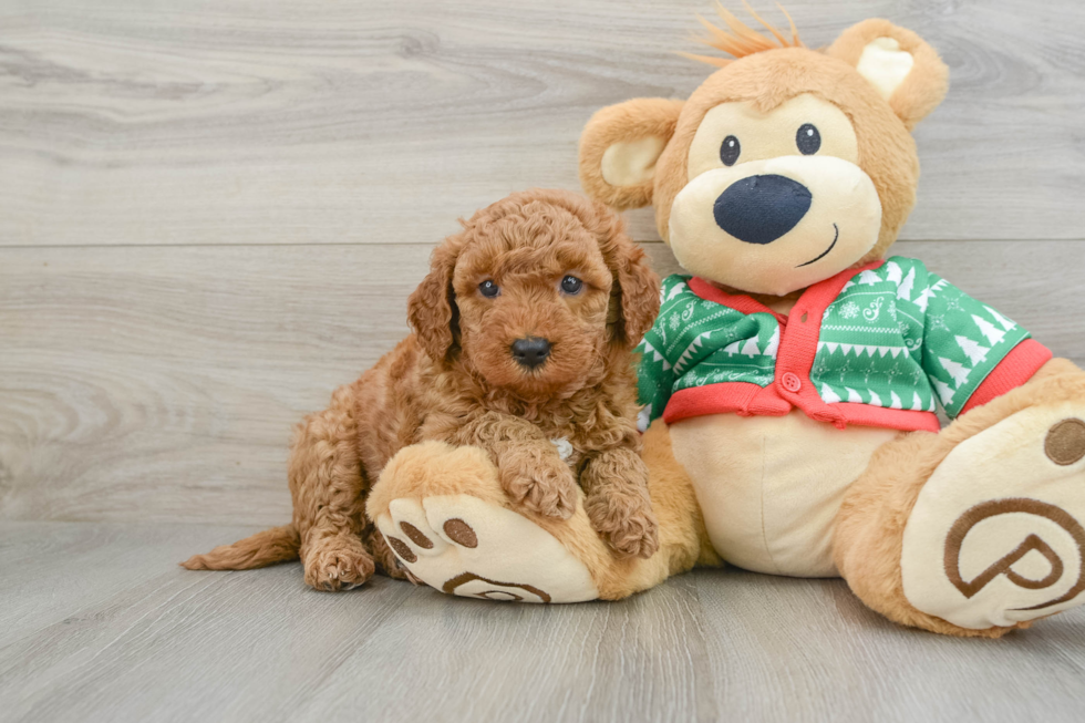 Funny Mini Goldendoodle Poodle Mix Pup