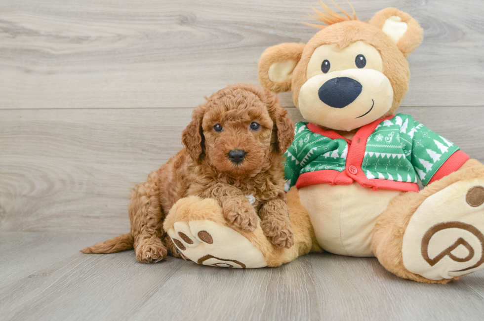 5 week old Mini Goldendoodle Puppy For Sale - Seaside Pups