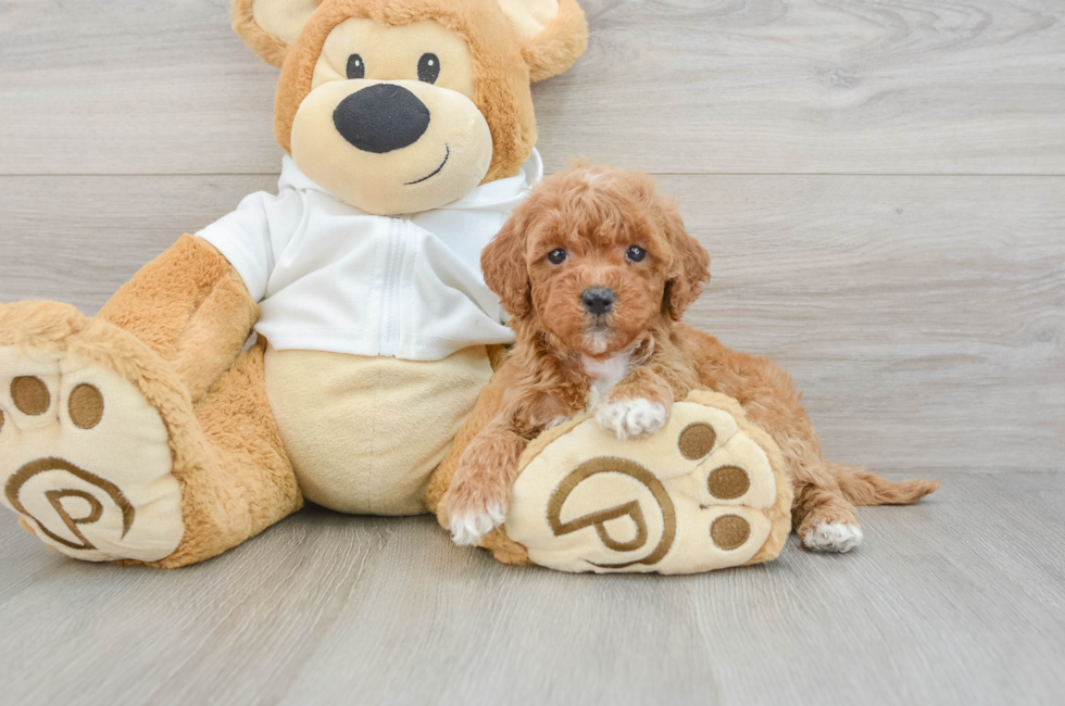 5 week old Mini Goldendoodle Puppy For Sale - Seaside Pups