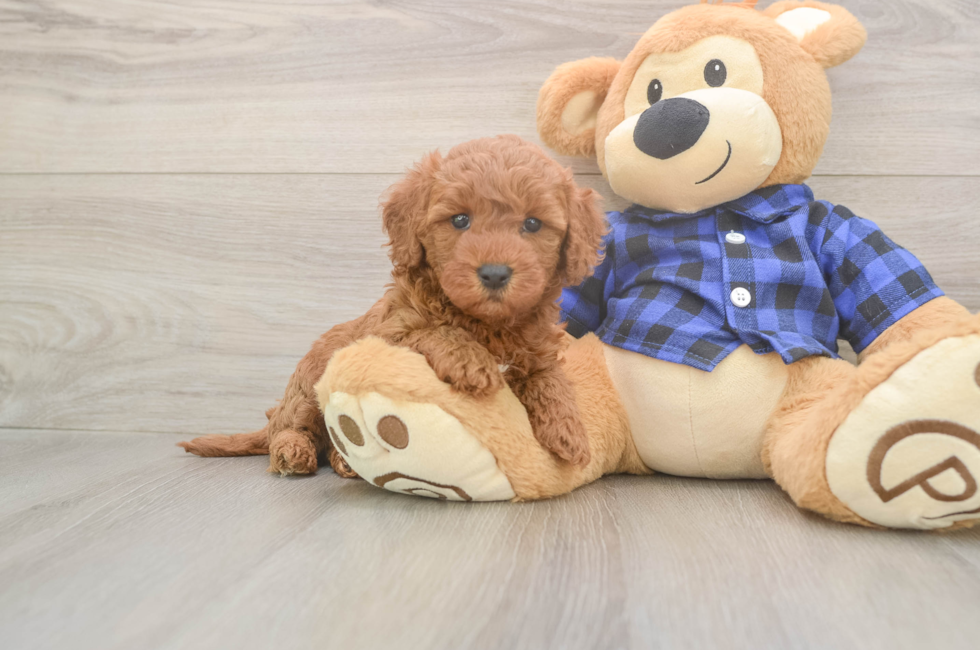 6 week old Mini Goldendoodle Puppy For Sale - Seaside Pups