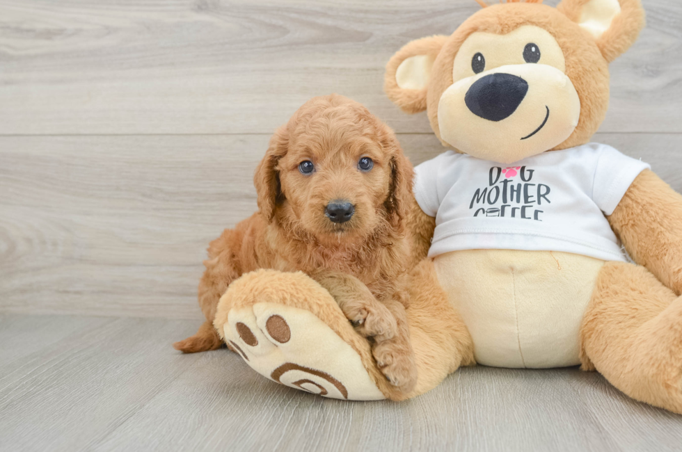 6 week old Mini Goldendoodle Puppy For Sale - Seaside Pups