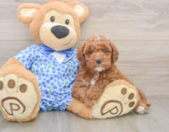 7 week old Mini Goldendoodle Puppy For Sale - Seaside Pups