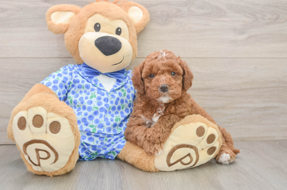 6 week old Mini Goldendoodle Puppy For Sale - Seaside Pups