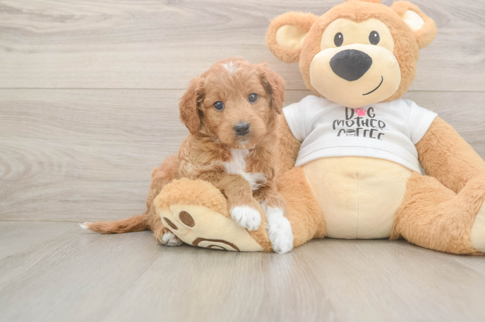 5 week old Mini Goldendoodle Puppy For Sale - Seaside Pups