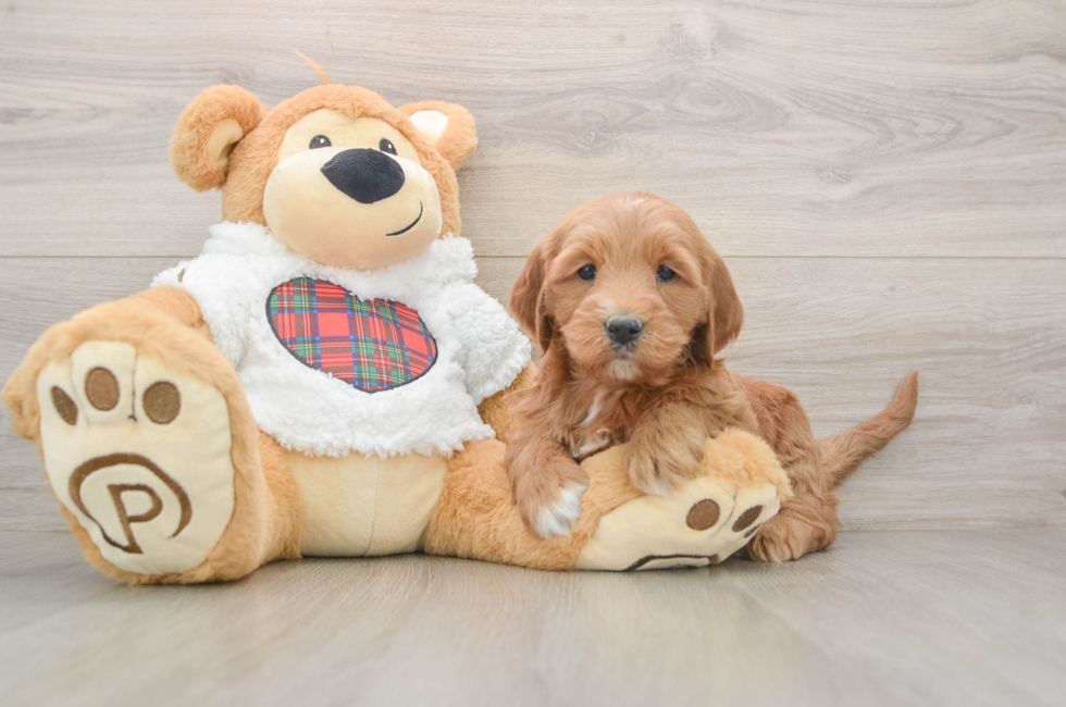 5 week old Mini Goldendoodle Puppy For Sale - Seaside Pups