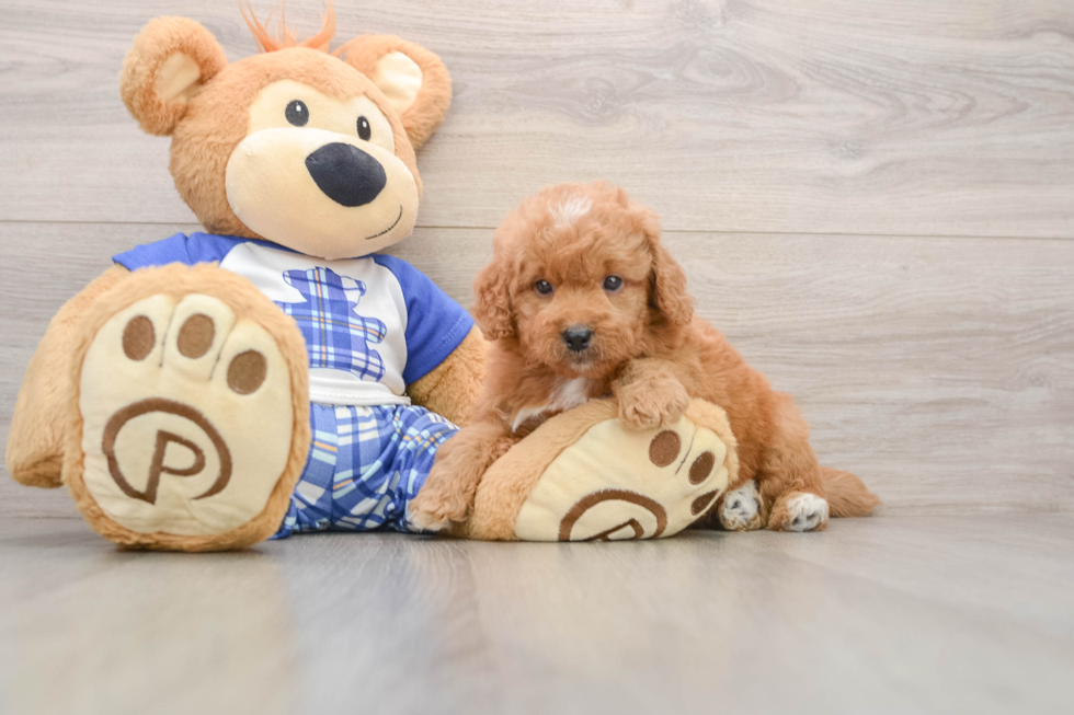 Sweet Mini Goldendoodle Baby