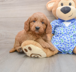 7 week old Mini Goldendoodle Puppy For Sale - Seaside Pups