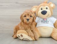 7 week old Mini Goldendoodle Puppy For Sale - Seaside Pups