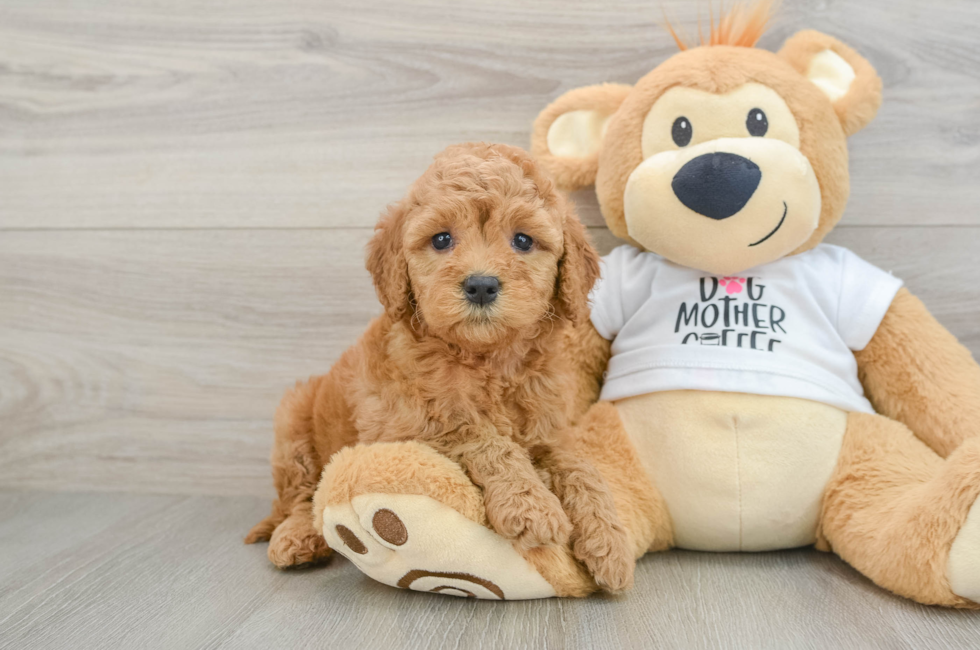 6 week old Mini Goldendoodle Puppy For Sale - Seaside Pups