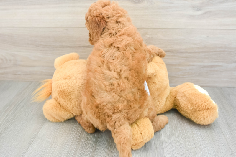 Meet Lemon - our Mini Goldendoodle Puppy Photo 2/3 - Seaside Pups