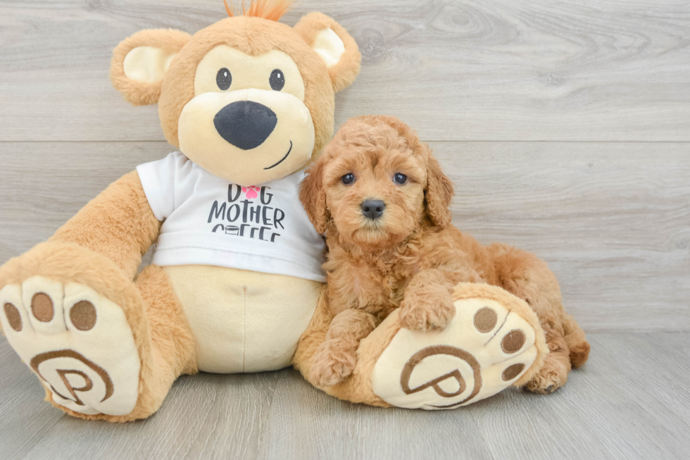 Small Mini Goldendoodle Baby