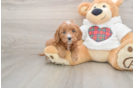 Friendly Mini Goldendoodle Baby