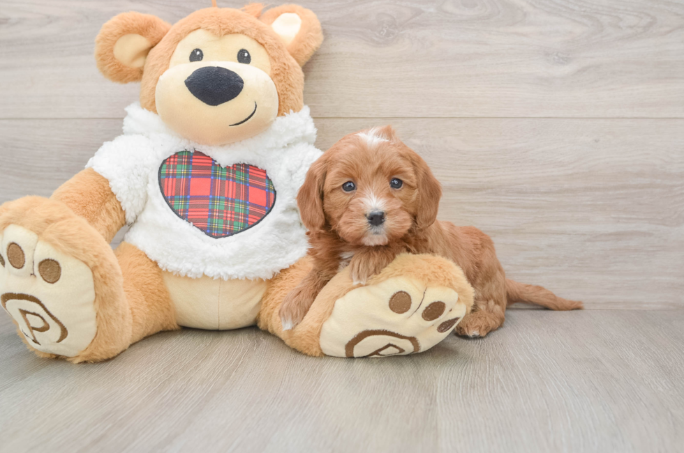 5 week old Mini Goldendoodle Puppy For Sale - Seaside Pups