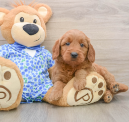 7 week old Mini Goldendoodle Puppy For Sale - Seaside Pups