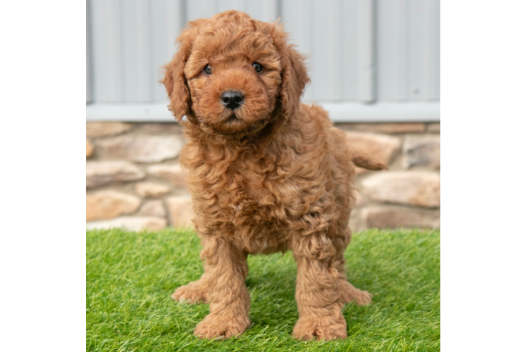 Best Mini Goldendoodle Baby