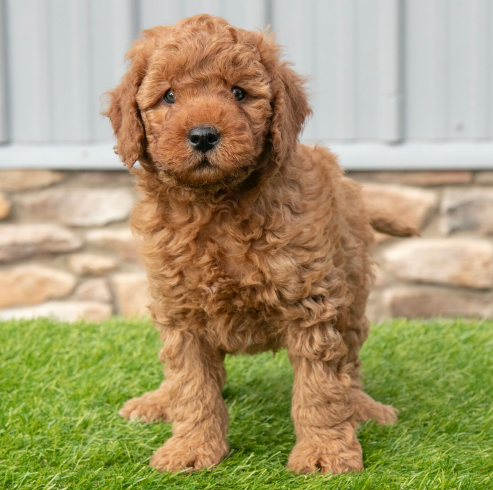 Best Mini Goldendoodle Baby