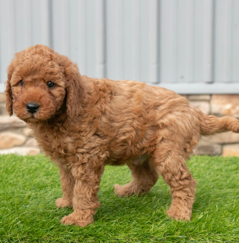 Best Mini Goldendoodle Baby