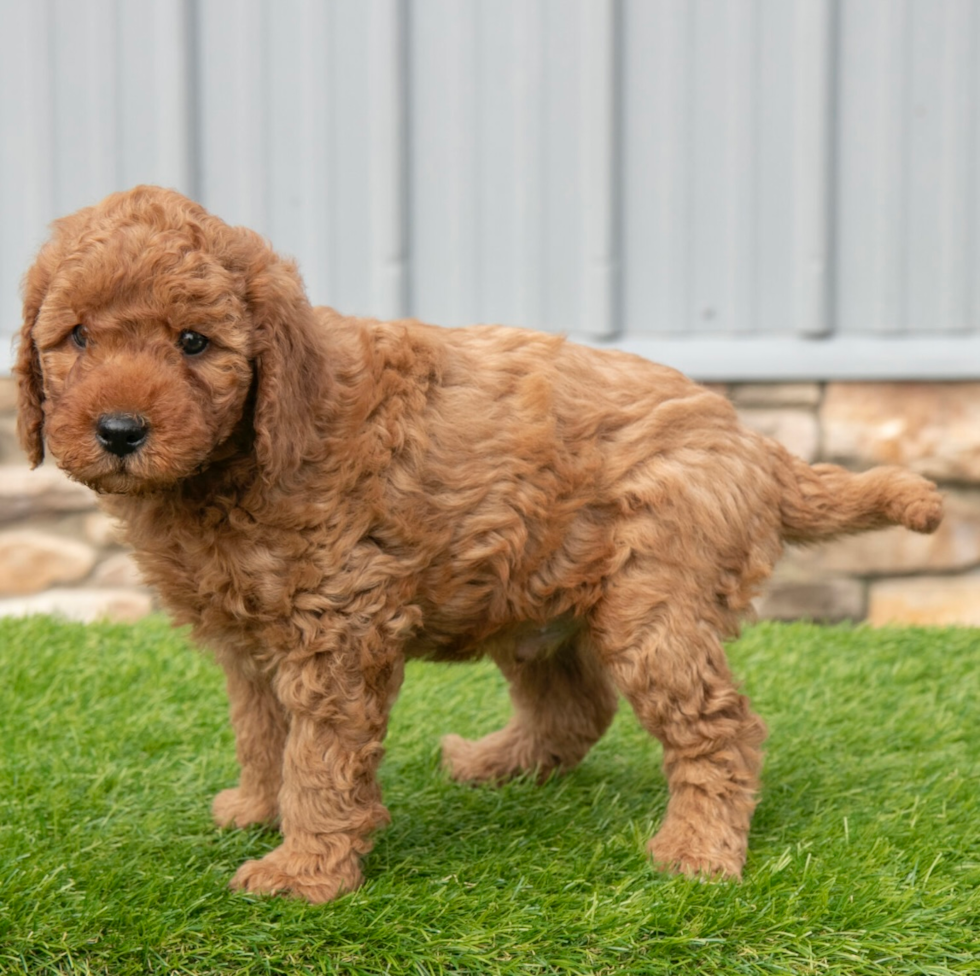 Mini Goldendoodle Pup Being Cute