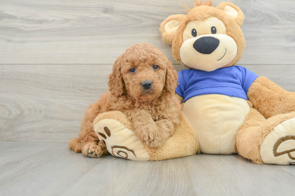 6 week old Mini Goldendoodle Puppy For Sale - Seaside Pups