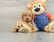 7 week old Mini Goldendoodle Puppy For Sale - Seaside Pups