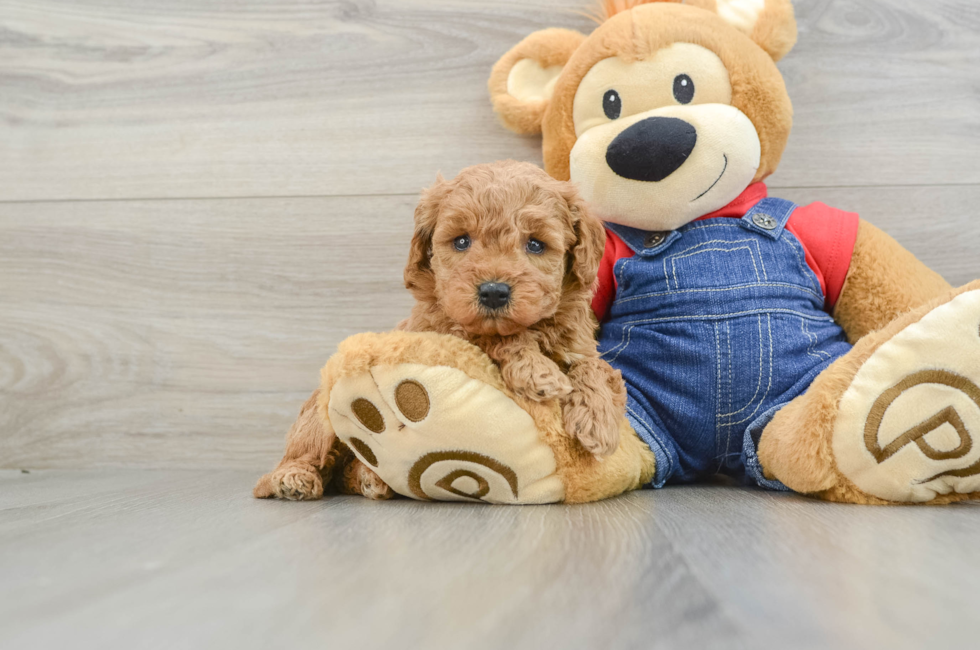 6 week old Mini Goldendoodle Puppy For Sale - Seaside Pups