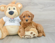 7 week old Mini Goldendoodle Puppy For Sale - Seaside Pups