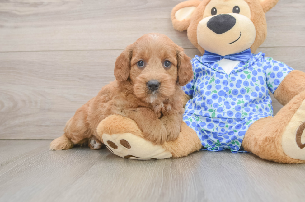 6 week old Mini Goldendoodle Puppy For Sale - Seaside Pups