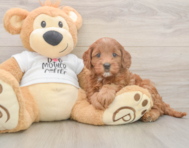 7 week old Mini Goldendoodle Puppy For Sale - Seaside Pups