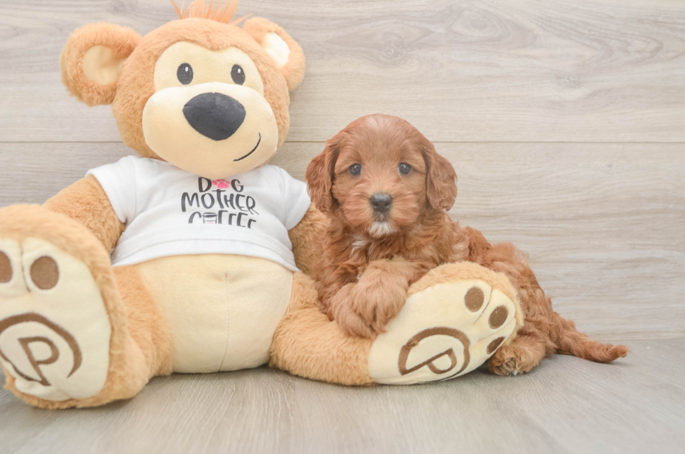 5 week old Mini Goldendoodle Puppy For Sale - Seaside Pups