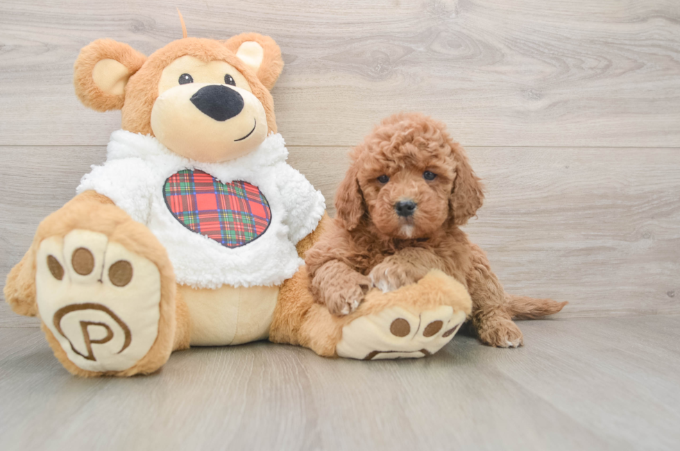 5 week old Mini Goldendoodle Puppy For Sale - Seaside Pups