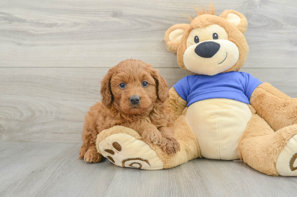 6 week old Mini Goldendoodle Puppy For Sale - Seaside Pups