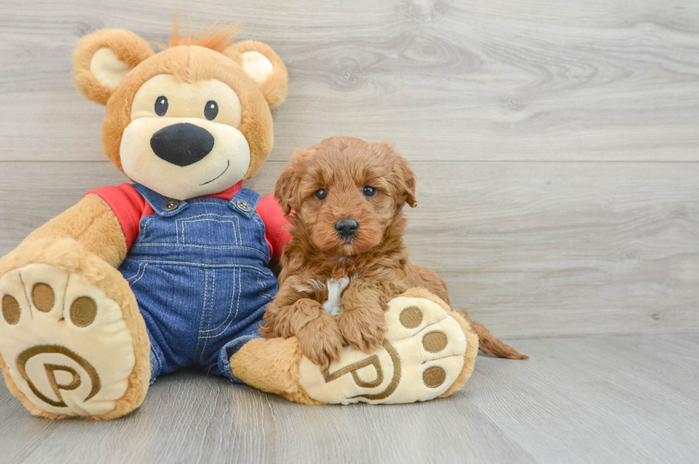 6 week old Mini Goldendoodle Puppy For Sale - Seaside Pups