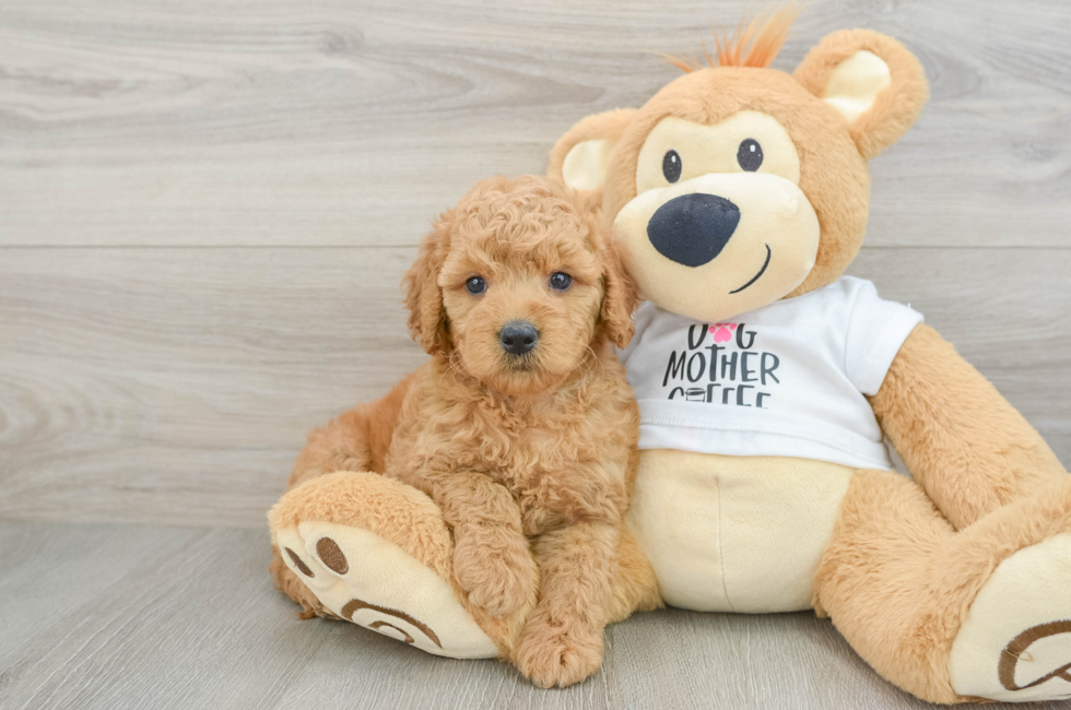6 week old Mini Goldendoodle Puppy For Sale - Seaside Pups