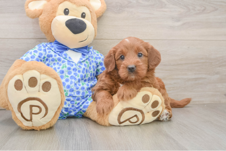 Best Mini Goldendoodle Baby