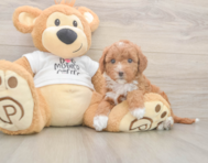 7 week old Mini Goldendoodle Puppy For Sale - Seaside Pups