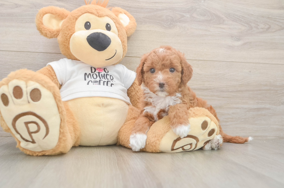 5 week old Mini Goldendoodle Puppy For Sale - Seaside Pups