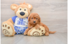 Mini Goldendoodle Puppy for Adoption